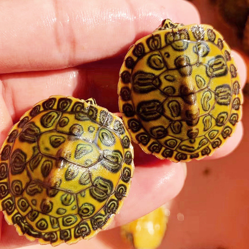 火焰龟宽纹红腹苗禄仔吃菜龟深水活体混养吃粪龟招财观赏乌龟