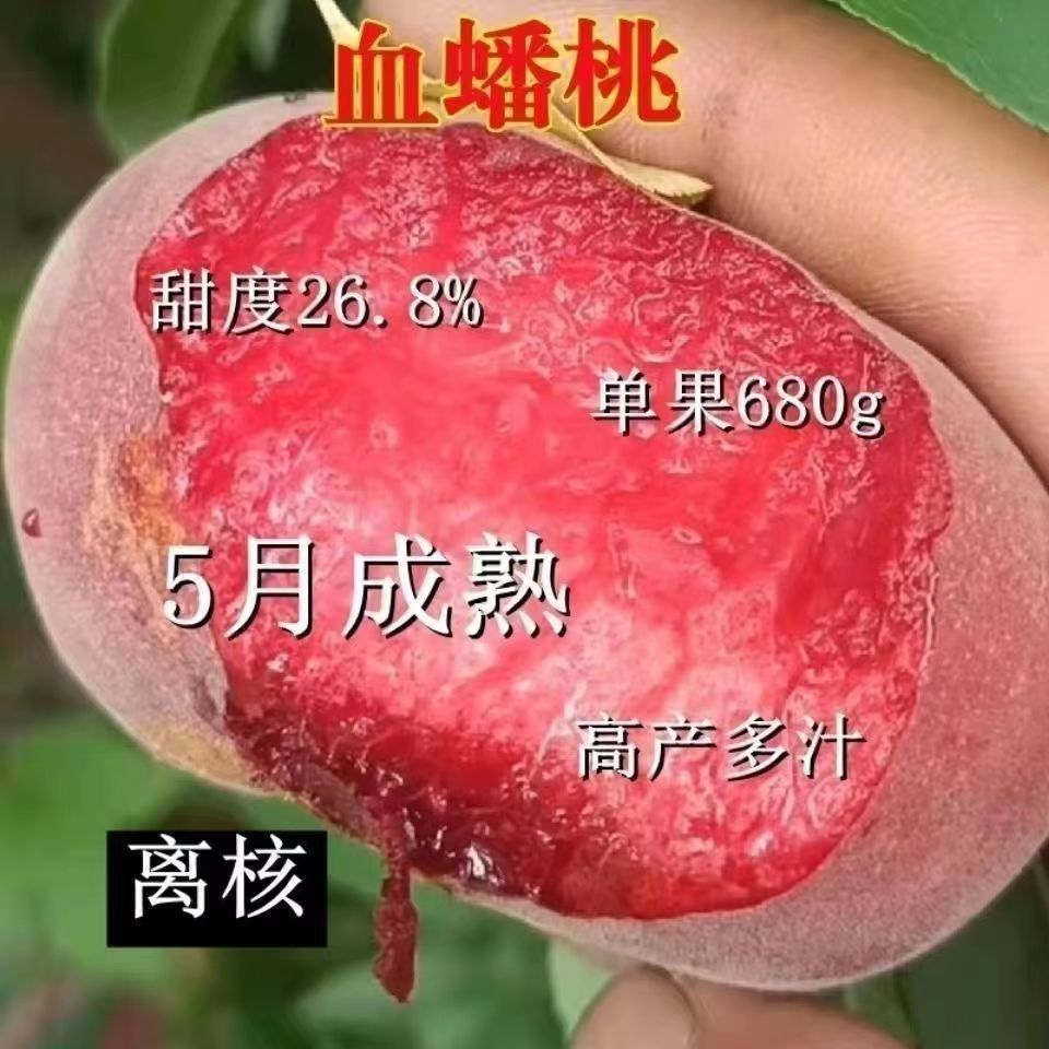 嫁接血蟠桃桃树苗脆甜桃子苗水蜜桃树苗晚熟南北方庭院果树种植