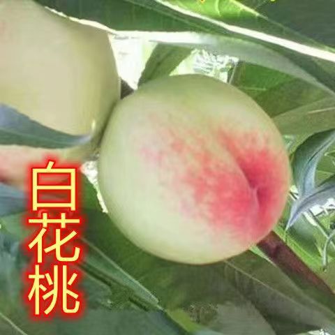 嫁接白花桃桃树苗脆甜桃子苗水蜜桃树苗晚熟南北方庭院果树种植