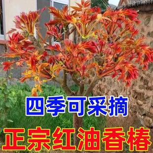 正宗红油香椿树苗扦插苗果树苗当年包活采摘南北方庭院阳台种植
