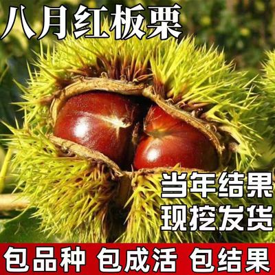 嫁接八月红板栗树苗当年结果南北方庭院种植盆栽地栽耐寒果树苗