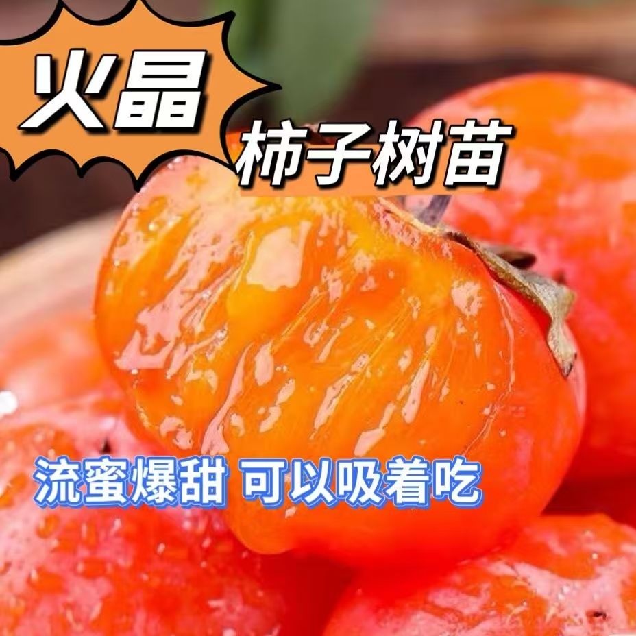 嫁接火晶柿子苗南北方阳台庭院种植盆栽地栽果树苗