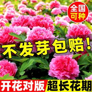牡丹花种子春秋开花易活庭院阳台盆栽种籽多年生洛阳牡丹重瓣花苗