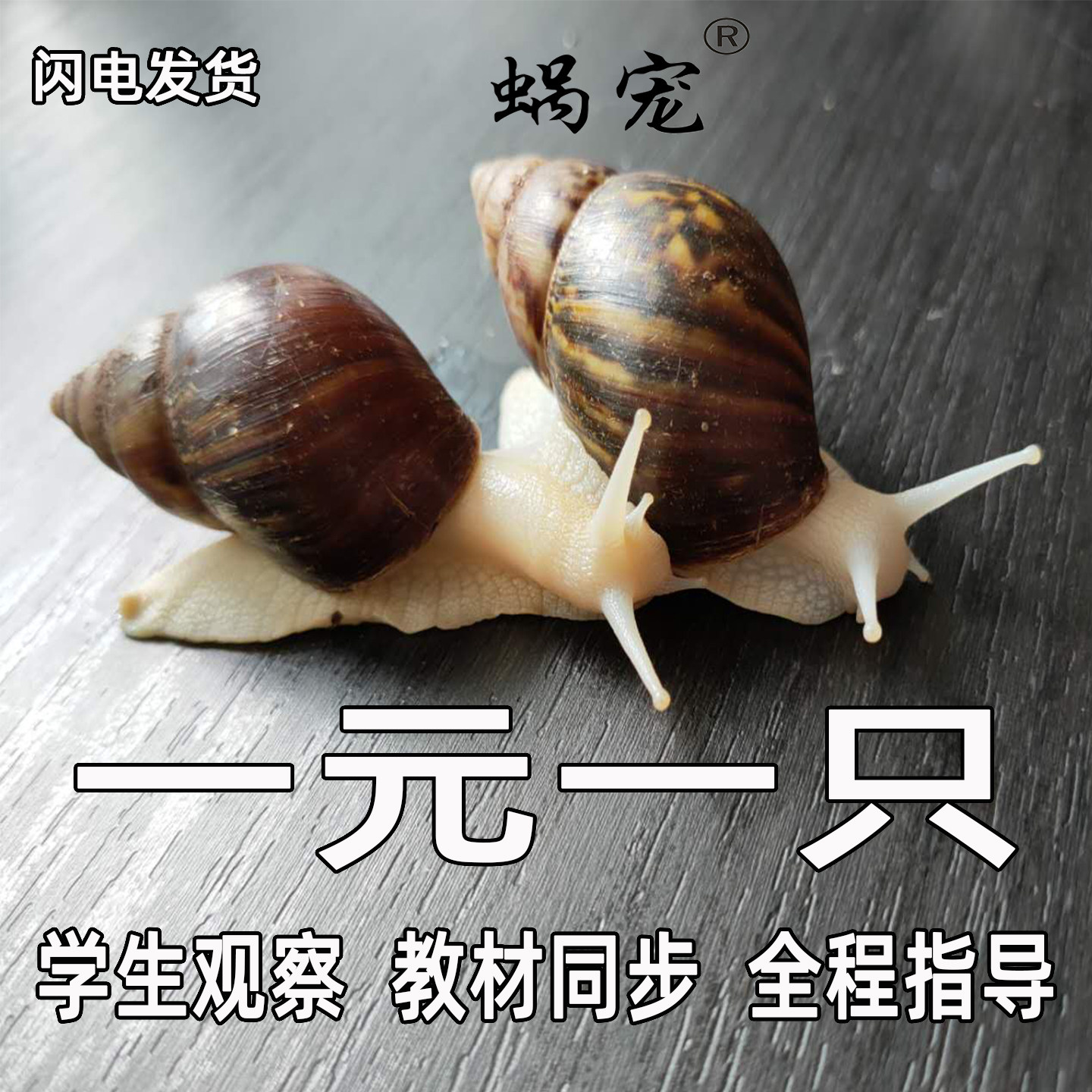 宠物白玉蜗牛活物明珠巨型大蜗牛产卵观赏小蜗牛学生科学实验教学