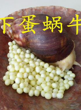 下蛋白玉蜗牛产蛋巨型宠物蜗牛卵孵化大小蜗牛套装学生实验科教养