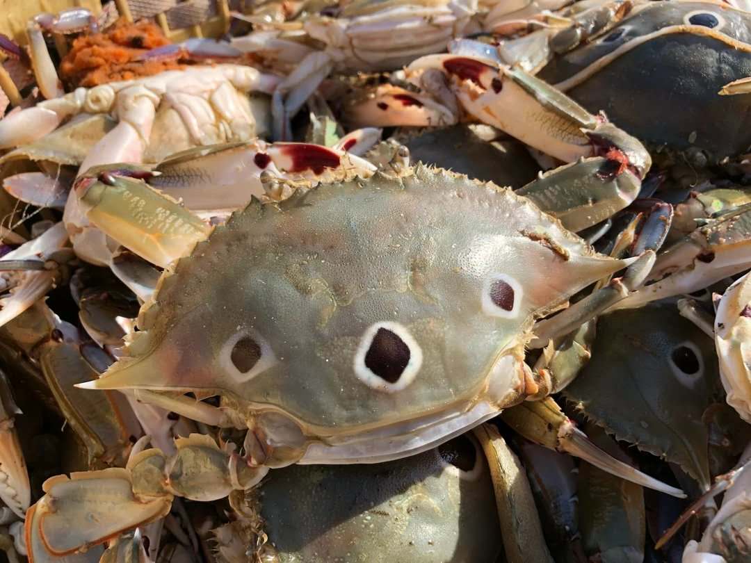 天然海域野生三点蟹，3到6两左右/只，挑硬的精品带红膏