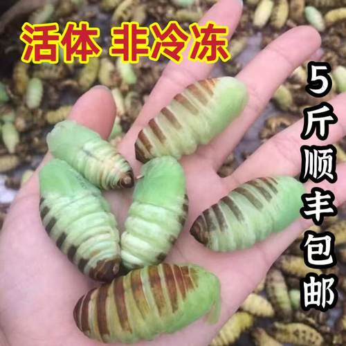 东北小神仙鲜活大绿蚕蛹
