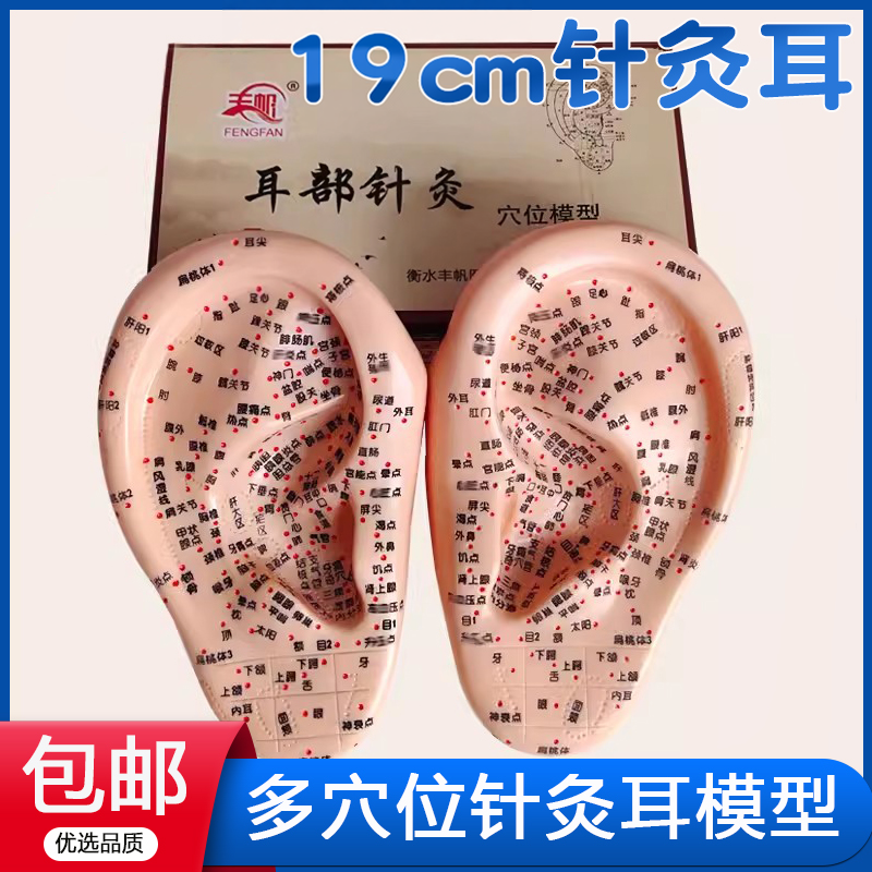 丰帆刻字多穴位耳朵模型耳朵穴位针灸按摩耳膜耳穴模型王不留耳贴