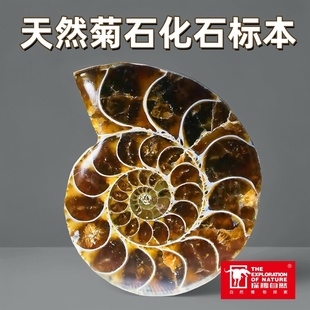探秘自然菊石收藏品科普教学古生物化石菊石天然化石标本矿石矿标