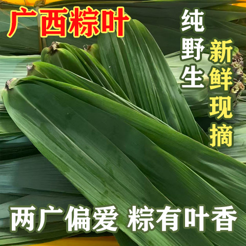 广西粽叶新鲜现摘野生粽叶两广专用包粽子叶芒叶非芦苇叶箬叶粽叶