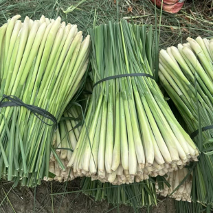 新鲜香茅草5斤10斤批发商用冬阴功汤配料奶茶店香茅烤鱼调料香料