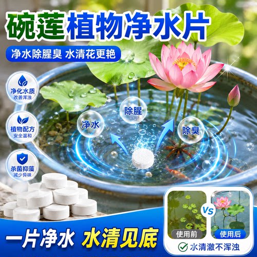 水培碗莲净水片免换水保鲜