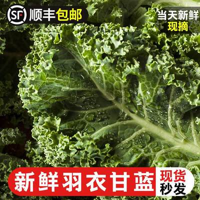 羽衣甘蓝新鲜食用西餐沙拉蔬菜食材榨汁凉拌嫩绿叶芥蓝甘兰叶牡丹