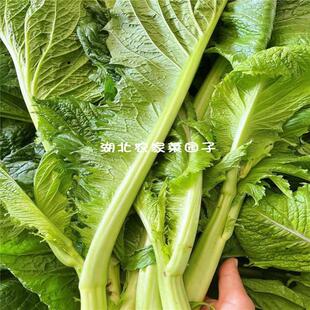 新鲜蔬菜芥菜叶棒菜青菜头叶子农家泡酸菜做梅干菜原料5斤装