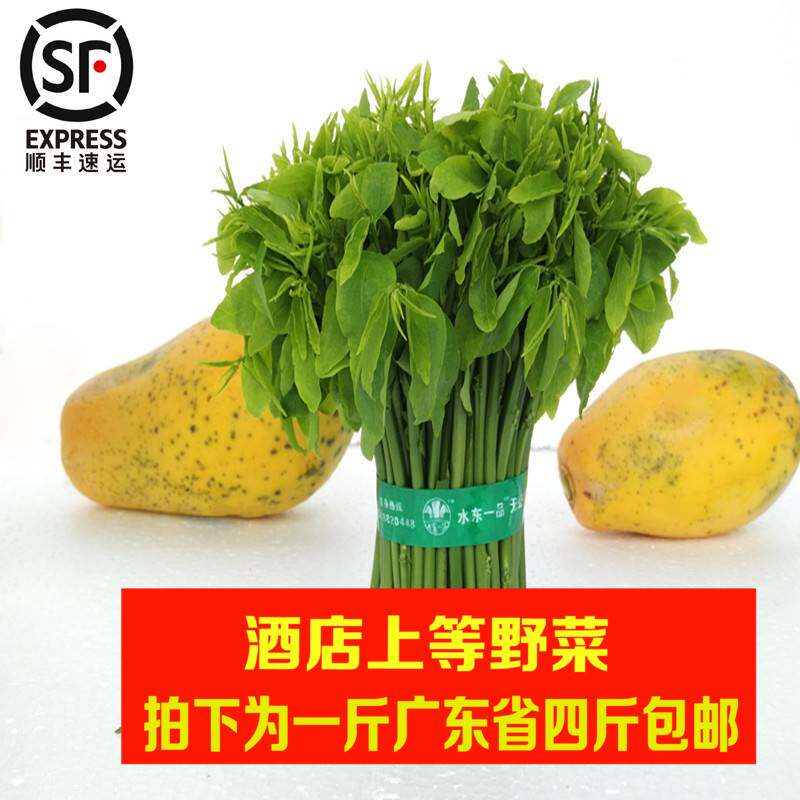 正宗树仔菜树菜野菜天绿香新鲜蔬菜农家菜泰国枸杞菜产地直销