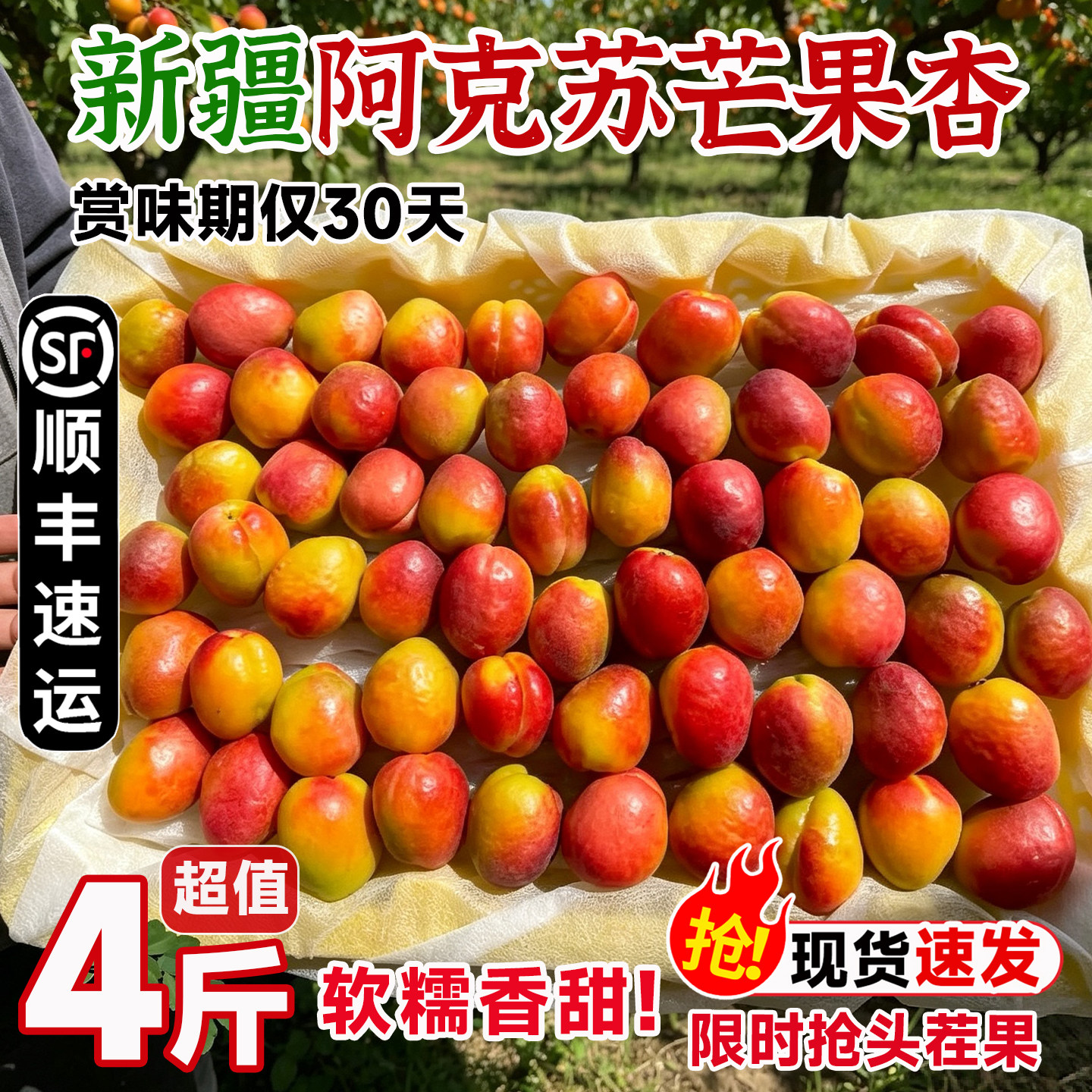 新疆芒果杏现摘当季新鲜水果阿克苏蜜杏黄红皮大杏子孕妇鲜果顺丰