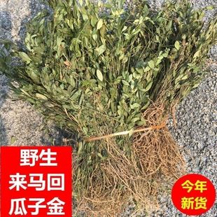 瓜子金野生来回马中草药瓜子草勒马回金不换金锁匙乱马回中药材