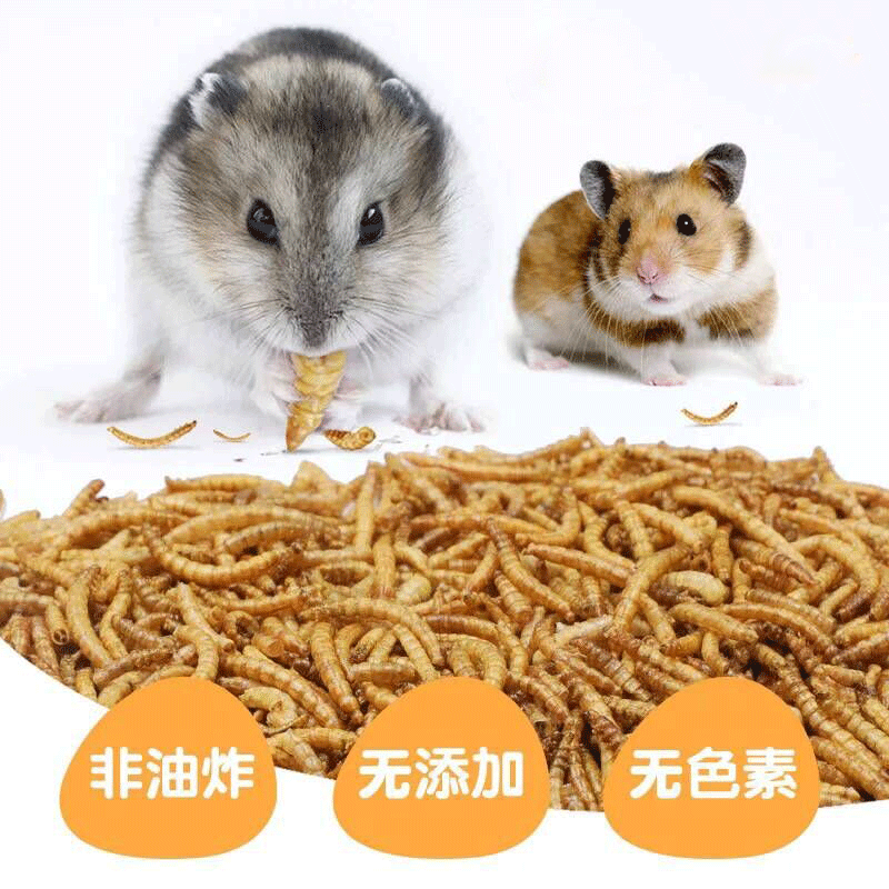 魔王金花雪地松鼠蜜袋鼯刺猬仓鼠吃的面包虫食物粮食饲料补钙零食