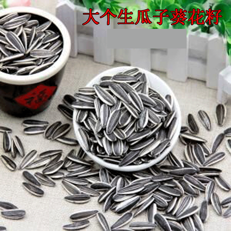 魔王雪地金花吃的生瓜子松鼠大眼飞鼠主粮食优质内蒙古大颗葵花籽图片