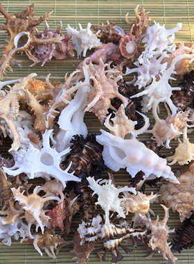 天然标本螺芭蕉螺白骨螺胭脂螺水族箱观赏海螺珊瑚贝壳海螺贝壳