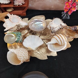 天然海螺 贝壳酒杯支架摆件 造型收纳个性格调创意饰品礼品馈赠