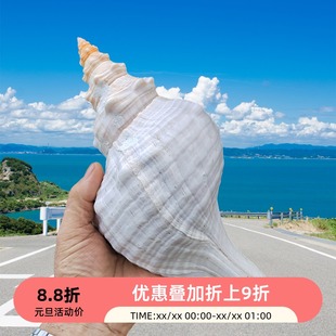 天然超大赤旋天王吹号螺号角法螺吹音海螺贝壳珊瑚摆件贝壳壳海螺