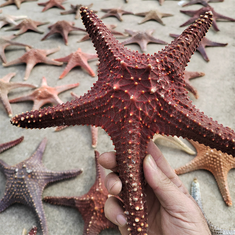 天然大海星标本海王星风干霸王星面包拇指星海螺贝壳珊瑚壳海螺