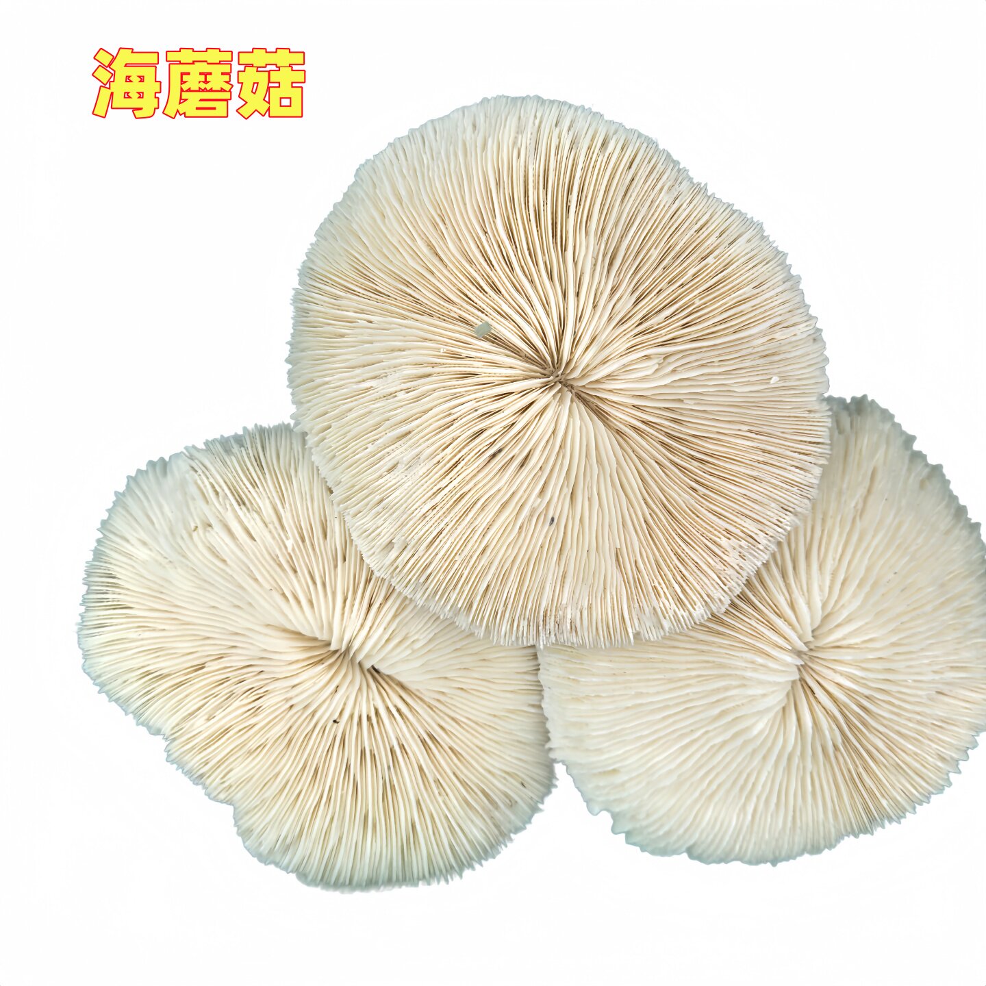 洁白完整自然美观质地优良