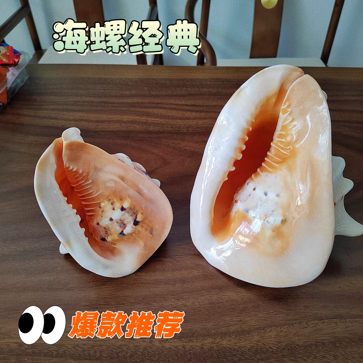 天然四大名螺万宝螺宝贝螺收藏观赏标本海螺珊瑚礼品贝壳海螺贝壳