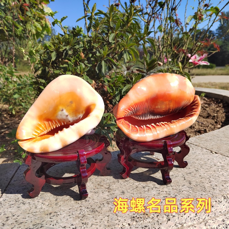 天然海螺名品海螺四大名螺