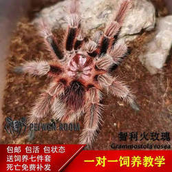 纯种智利火玫瑰宠物蜘蛛足展2.5-5cm新手入门温顺可爱爬行食鸟蛛