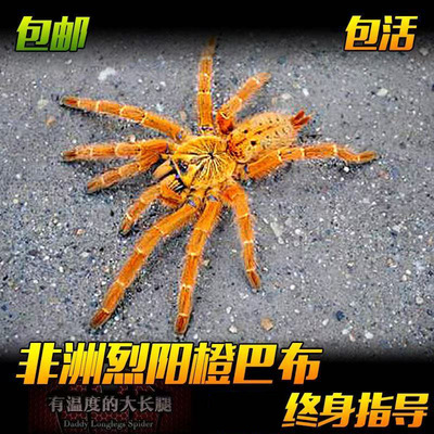 非洲橙巴布宠物蜘蛛凶猛食鸟蛛