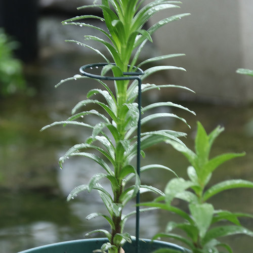 回型金属植物支撑盆栽支架园艺植物固定花支撑插花杆固定爬藤支架