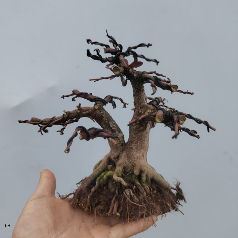 精品皋月杜鹃花矮霸杜鹃花造型盆景一物一拍老桩盆栽庭院阳台花卉