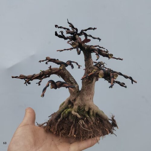 矮霸红万重皋月杜鹃花