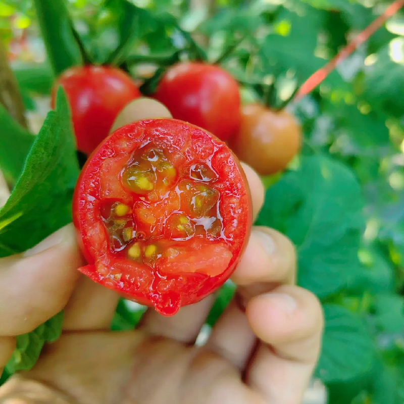攀枝花千禧小番茄超甜圣女果应季生吃新鲜水果小西红柿,水产肉类/新鲜蔬果/熟食,番茄,淘宝优惠券,粉丝福利购,淘宝优惠卷