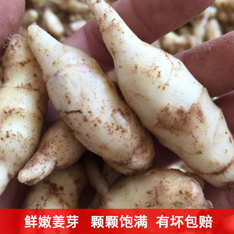 嫩姜姜芽仔姜新鲜包邮五斤小嫩姜芽鲜姜山东生姜醋泡姜红芽姜牙仔