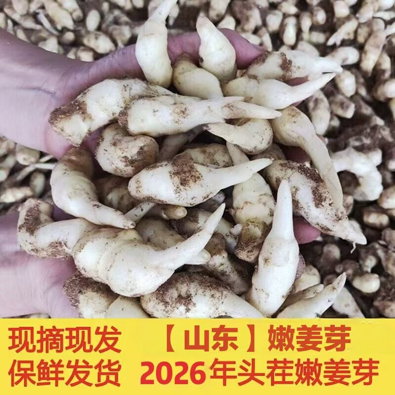 嫩姜芽新鲜泡姜鲜姜嫩姜红芽仔姜糖醋酸嫩姜现挖山东姜牙五斤包邮