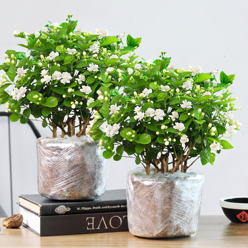 茉莉花苗盆栽带花苞栀子花卉植物室内绿植九里香浓香多季开花好养