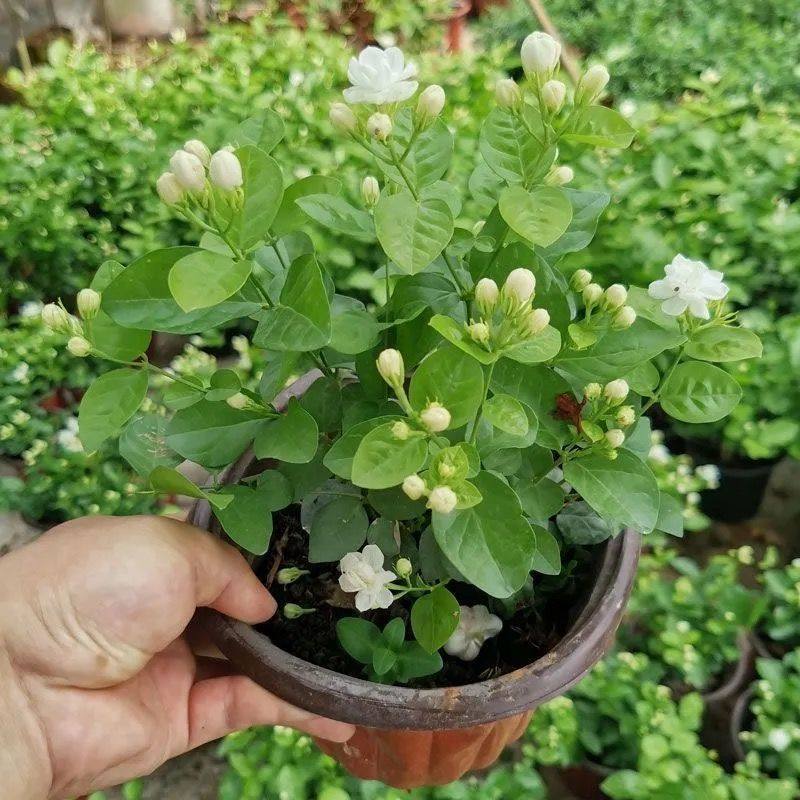 重瓣茉莉花盆栽苗四季浓香型室内好养净化空气绿植花卉