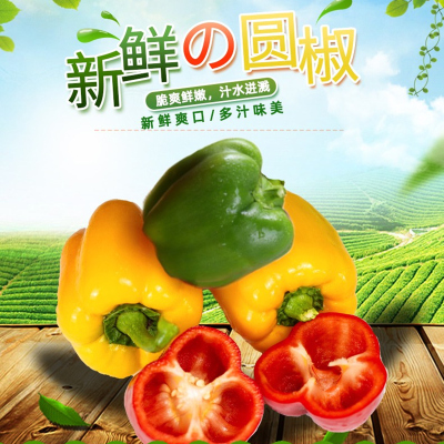 山东现摘三色甜椒3-4.5斤