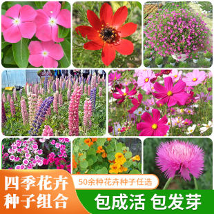 花卉种子大全四季开花不断南北方室内阳台盆栽室外庭院易种活花籽