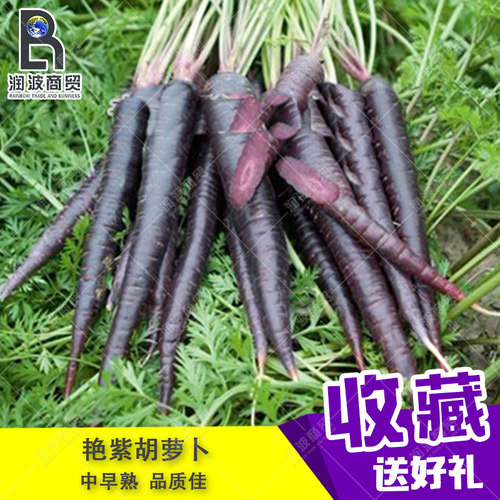 荷兰黑紫色菜园胡萝卜种子包邮