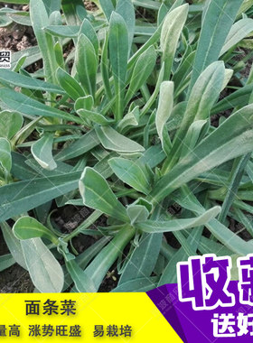 野生高产早熟菠菜包邮
