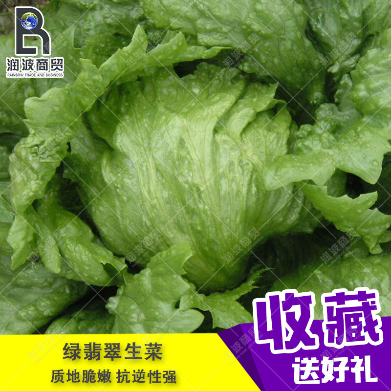种子阳台田园结球生菜包邮