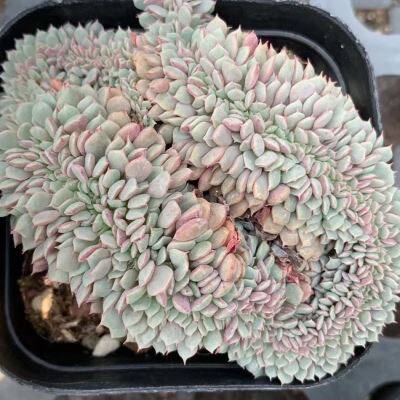 精品控养纸风车缀化 姬莲缀化 状态色 新手好养 易出状态
