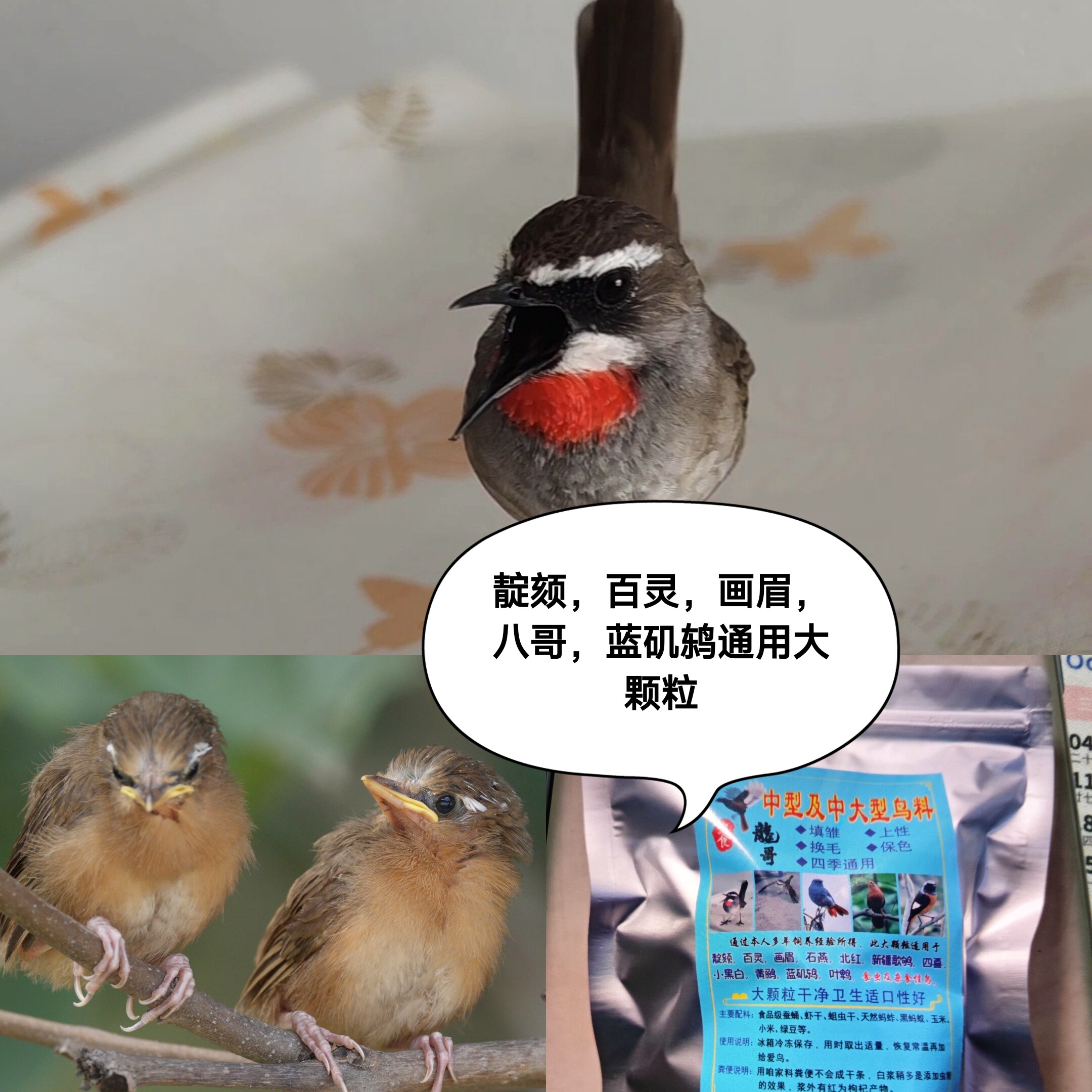靛颏画眉蓝矶鸫山鹛虎头凤石燕小黑白橙腹叶鹎歌鸲鸟食