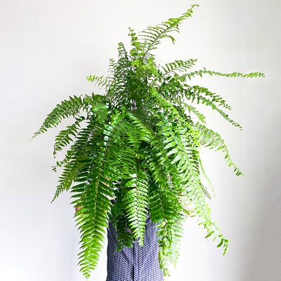 垂吊款波士顿霸王蕨类