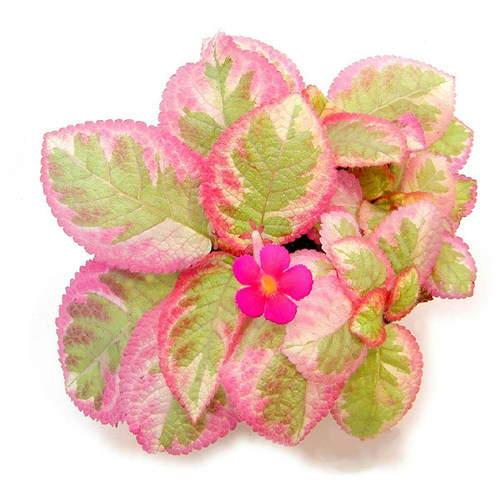 堇兰埃及艳后喜荫花好养观叶开花