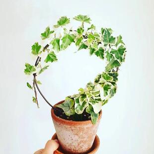 雪莹常春藤锦室内外好养爬藤攀援垂吊兰花卉绿植盆栽办公观叶日本